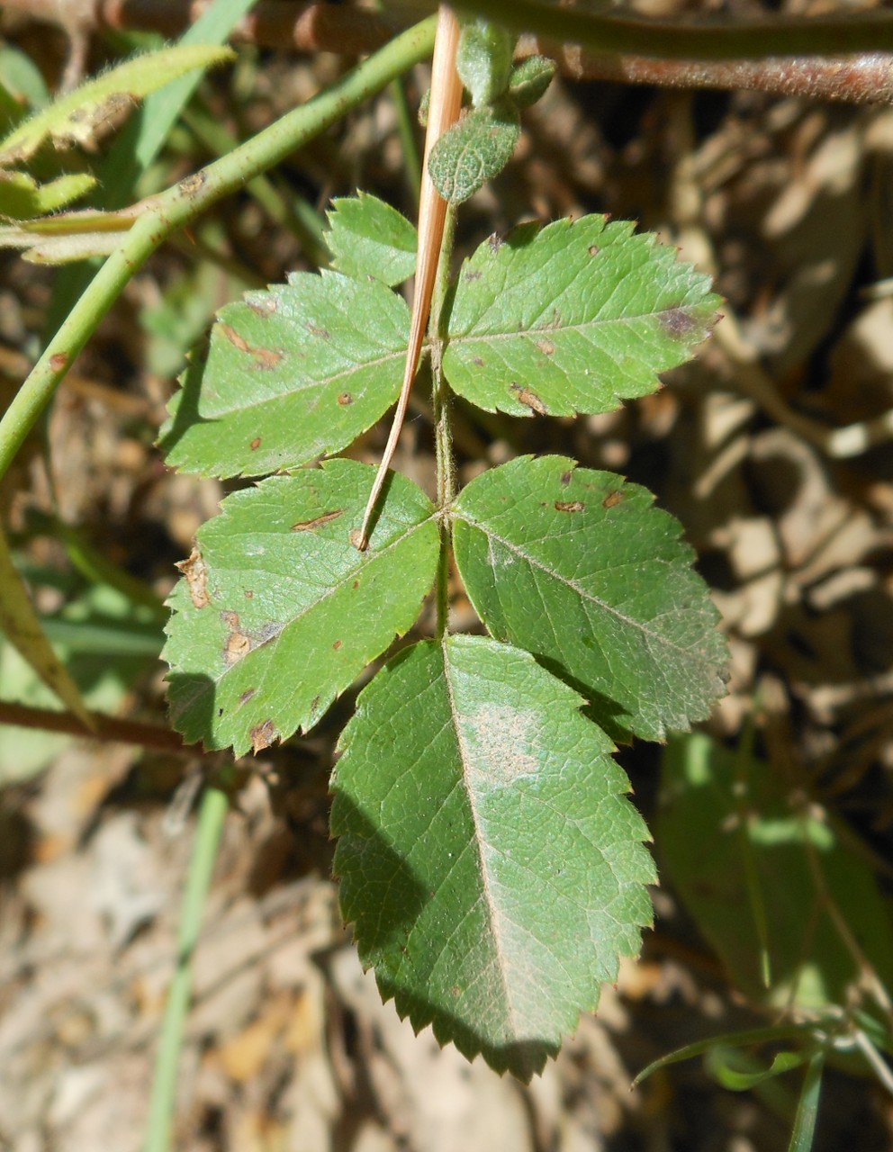 Rosa arvensis Huds. / Rosa cavallina